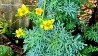 La magia de la ruda: la planta que debes tener en casa.