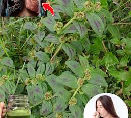 Euphorbia Hirta: 30 beneficios para la salud y cómo utilizarla de forma segura