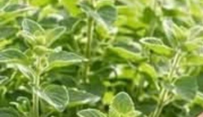 Oregano Leaf Remedy for Health