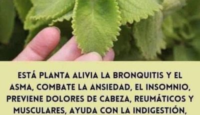 DESCUBRE PORQUÉ EL ORÉGANO ES LA HIERBA MÁS PODEROSA te lo explico en el primer comentario