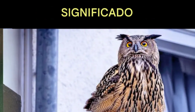 ¿Sabes qué significa la aparición de un búho cerca de ti?