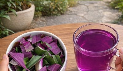 The Purple Maguey Plant: Ancient Aztec Wisdom Meets Modern Wellness – Unlock Its Surprising Healing Potenti