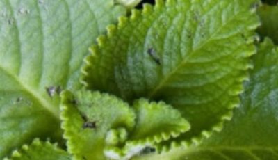 Oregano: Nature’s Small but Mighty Healer