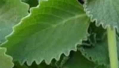 A Scientific Look At Oregano’s Role In Supporting Wellness
