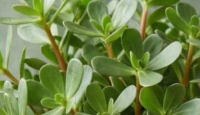 Verdolaga (Purslane): Benefits, Properties, and How to Eat This Powerful Plant