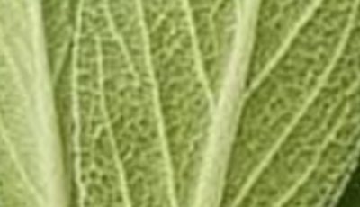 Sage: A Natural Remedy for Brain Health, Inflammation, and Joint Pain