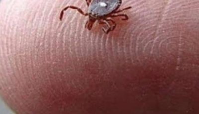 Here’s What to Do If You Spot a Lone Star Tick!!!!